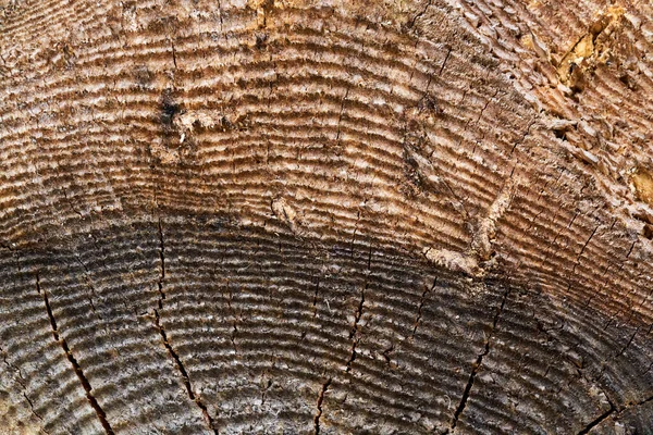 Closeup Macro View End Cut Wood Tree Section Cracks Annual — Stock Photo, Image