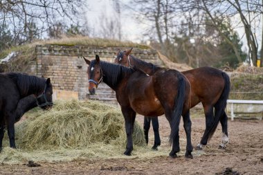 Saman yiyen siyah ve kahverengi atlar.
