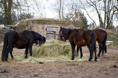 Saman yiyen siyah ve kahverengi atlar.