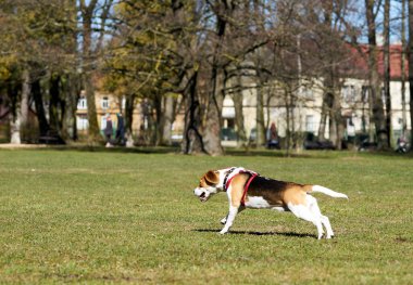 Doğal yeşil arka planda bir av köpeği göster.