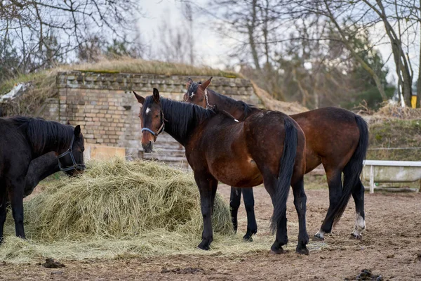 Schwarze Und Braune Pferde Fressen Heu — Stockfoto