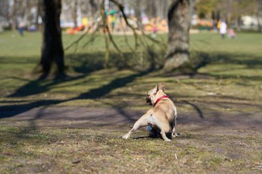 French bulldog playing with his ball in the park.