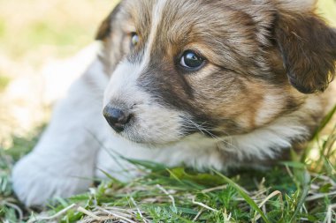 Yavru köpek sıcak bir yaz gününde dinleniyor..