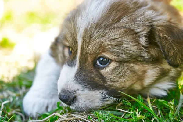 Chiot Relaxant Par Une Chaude Journée Été — Photo