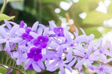 Güzel Mor Çelenk (Petrea Volubilis) veya Kraliçe Çelengi, bahçede bokeh arkaplanlı zımpara kağıdı sarmaşığı. Çiçek, bahçe düzenlemesi ya da açık hava konsepti.