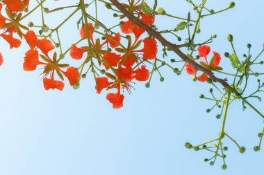 Alev Ağacı, Kraliyet Poinciana mavi arka planda