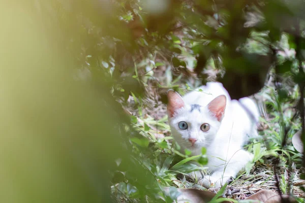Vista frontal de un beige blanco maine coon gato con cola esponjosa caminando lejos de tabby británico taquigrafía gato en el patio trasero en un día soleado — Foto de Stock