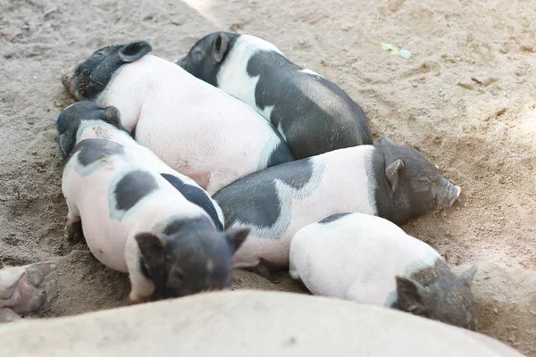 Veel varkens slapen op een natuurlijke boerderij. — Stockfoto