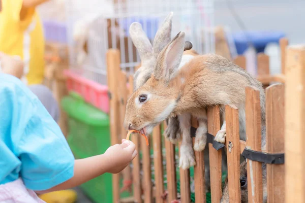Tavşanlar çocukların ellerinden yemek yerler.