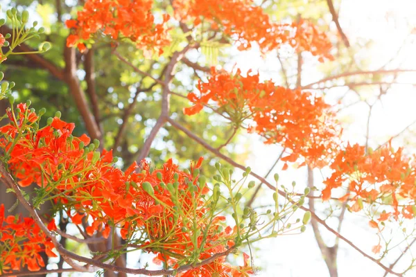 Panicle Royal Poinciana ağacı ve alev ağacı veya tavus kuşu çiçeği.