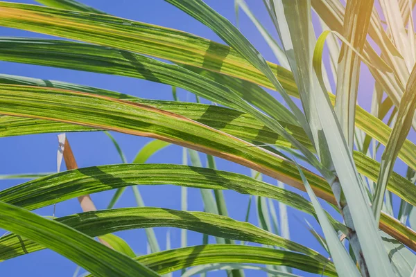 Güneşli bir arka planda mavi gökyüzü ve kopyalama alanı olan tarım şeker kamışı tarlası çiftliği. Yiyecek endüstrisi veya yenilenebilir biyoenerji enerjisi için kırsal kesimdeki şeker kamışı ağacı.