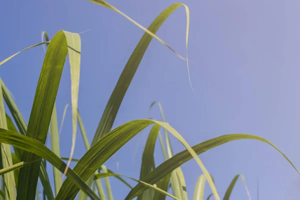 Güneşli bir arka planda mavi gökyüzü ve kopyalama alanı olan tarım şeker kamışı tarlası çiftliği. Yiyecek endüstrisi veya yenilenebilir biyoenerji enerjisi için kırsal kesimdeki şeker kamışı ağacı.