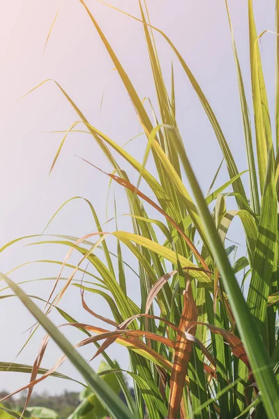 Güneşli bir arka planda mavi gökyüzü ve kopyalama alanı olan tarım şeker kamışı tarlası çiftliği. Yiyecek endüstrisi veya yenilenebilir biyoenerji enerjisi için kırsal kesimdeki şeker kamışı ağacı.