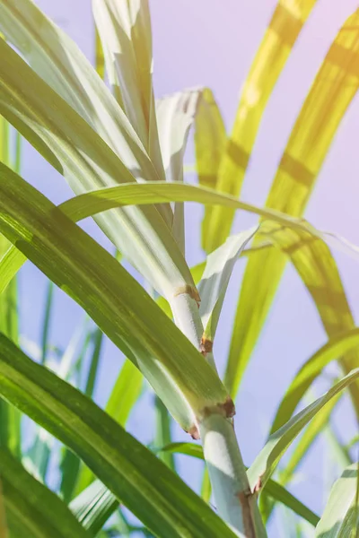 Güneşli bir arka planda mavi gökyüzü ve kopyalama alanı olan tarım şeker kamışı tarlası çiftliği. Yiyecek endüstrisi veya yenilenebilir biyoenerji enerjisi için kırsal kesimdeki şeker kamışı ağacı.