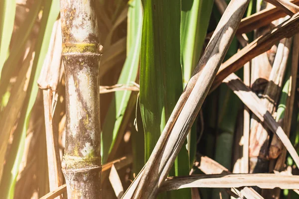 Şeker kamışı, tarım ekonomisi. Bahçede taze şeker kamışı.