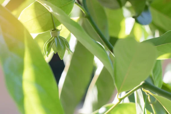 Ylang Ylang çiçekleri sabahın erken saatlerinde açar..