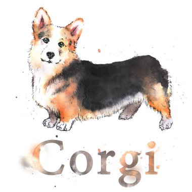 Sulu Boya çizilmiş parlak renkli Galce corgi kartı