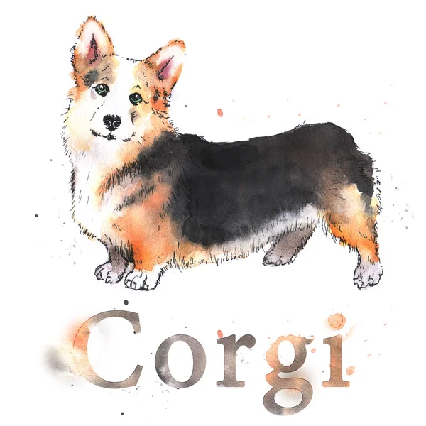 Aquarel handgetekende helder gekleurde welsh corgi kaart — Stockfoto