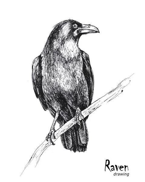 Hand drawn black raven sitting on a branch — Stock fotografie