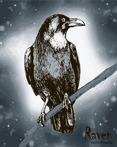 Hand drawn black raven sitting on a branch vector drawing — 스톡 벡터