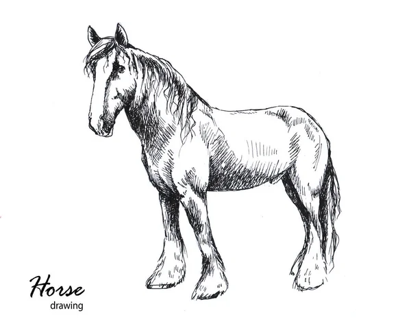 Hand drawn male farm horse graphic sketch — ストック写真