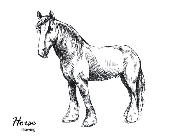 Hand drawn male farm horse graphic sketch — Stockfoto