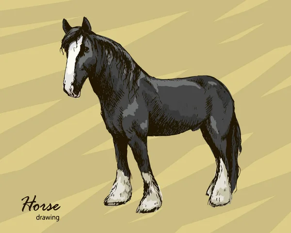 Hand drawn male farm horse graphic vector sketch — Stockový vektor