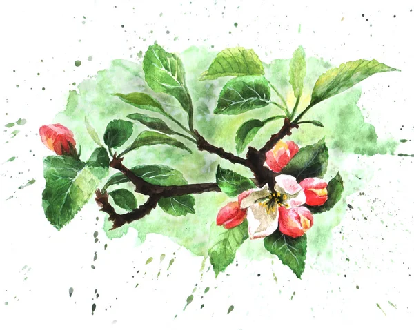 手绘水彩画野生苹果树开花 — 图库照片