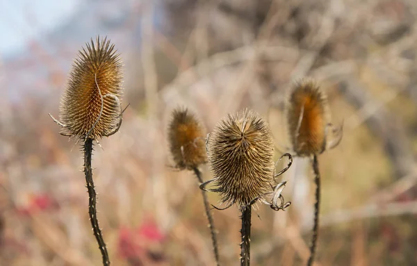 Cardo seco en el campo desafía el otoño y el invierno que viene, fondo de la naturaleza — Foto de Stock