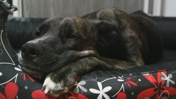 Милий Молодий Собака Лежить Ліжку Вдома Крупним Планом — стокове відео
