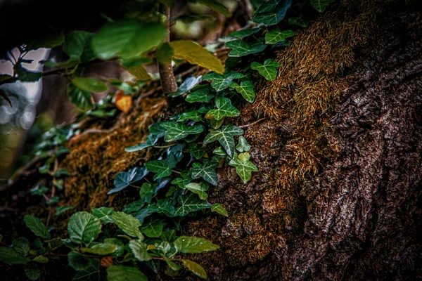 Natural Background Bark Lives Lichens Background — Stock Photo, Image