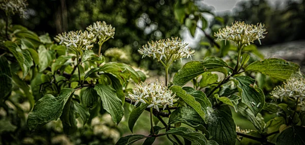 Krásné Zelené Pozadí Bílými Květy Přírodní Pozadí — Stock fotografie