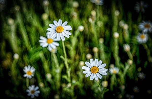 Hermosas Flores Silvestres Blancas Sobre Fondo Borroso Fondo Natural — Foto de Stock