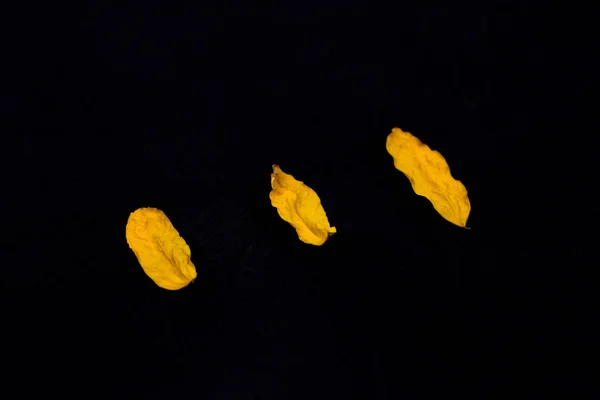 Три жовті листки, чорний фон. Жовтий лист на чорному фоні — стокове фото
