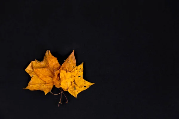 Three Yellow leafs, black background. Yellow leaf on black backg — Stock Photo, Image