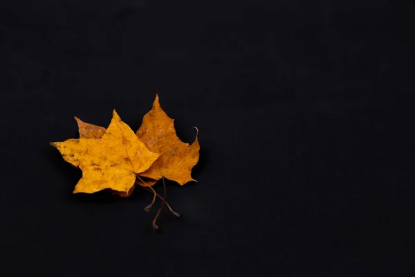 Three Yellow leafs, black background. Yellow leaf on black backg — Stock Photo, Image