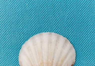 Moda mavisi bir arka planda ıssız bir deniz kabuğu. & Yakın plan 