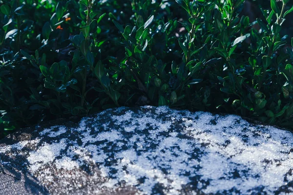 La pierre est recouverte d'une petite couche de neige et d'un buisson vert — Photo