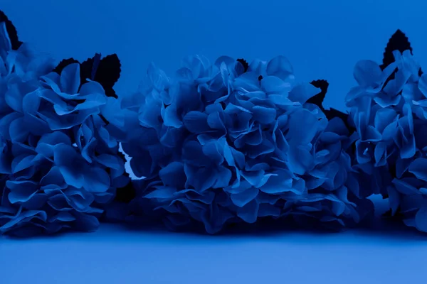 Hortensia bleu classique tendance sur fond bleu classique. Clos — Photo