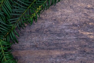 Yeni yıl, kış geçmişi, Noel geçmişi. Thuja dalı