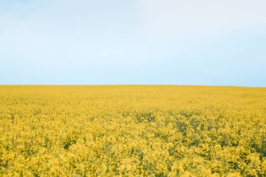 blooming rapeseed fields photographed in cloudy weather in the v