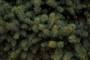 Noel ağacının arka planında yeni yıl teması. Aygıtınız için duvar kağıdı.