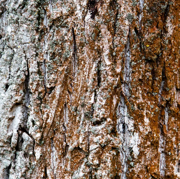 木の茶色の樹皮の救済テクスチャの背景 デバイス用壁紙 — ストック写真