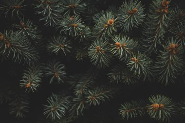 Noel ağacının arka planında yeni yıl teması. Aygıtınız için duvar kağıdı.