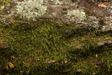 Yosun kaplı taş. Güzel yosun ve liken kaplı taş. Parlak yeşil yosun arkaplanı doğada desenli.