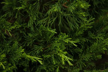 Noel ağacının arka planında yeni yıl teması. Aygıtınız için duvar kağıdı.