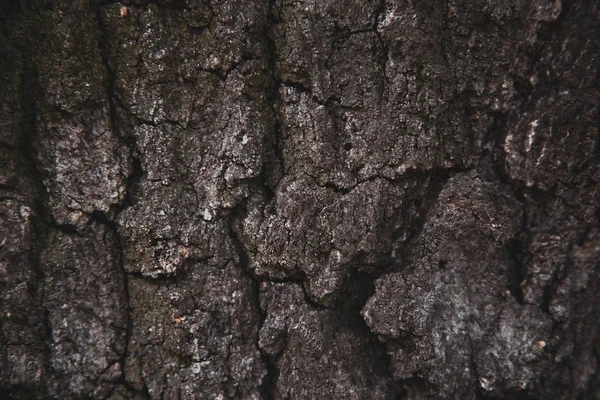 Relief Tekstury Tła Brązowej Kory Drzewa Tapeta Urządzenie — Zdjęcie stockowe