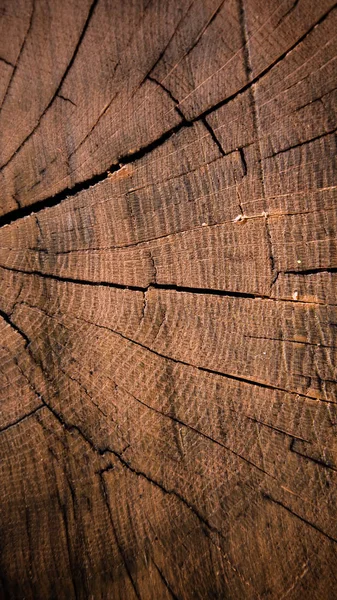 Textura Madeira Vertical Tronco Árvore Cortada Anéis Árvore Textura Fundo — Fotografia de Stock