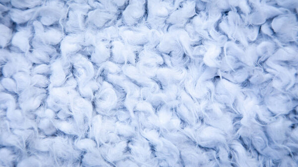 Close-up of wool, karakul, fur texture background. Fur background. purple cotton, sheepskin texture.