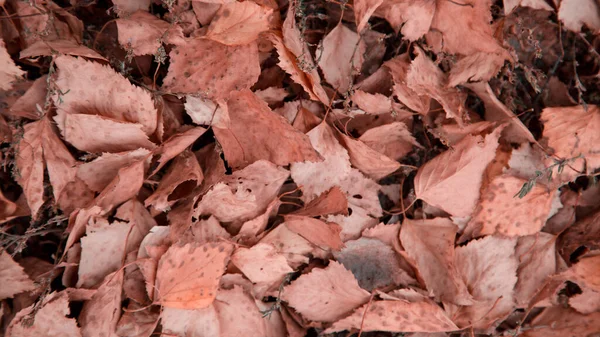 Automne Laisse Fond Plein Air Image Ronde Arrière Colorée Feuilles — Photo